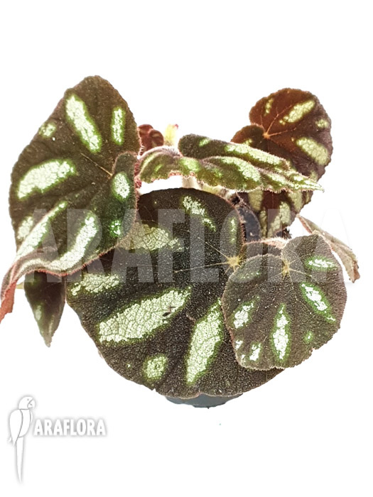 Begonia species Ngoc lac