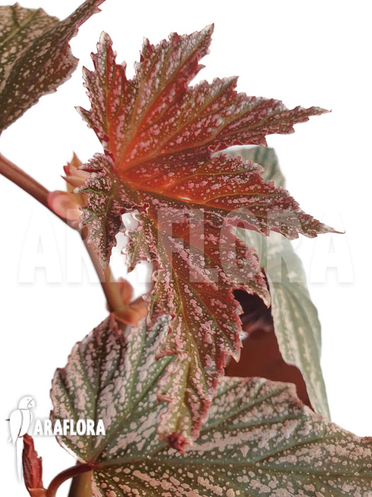 Begonia x ‘Pink minx’