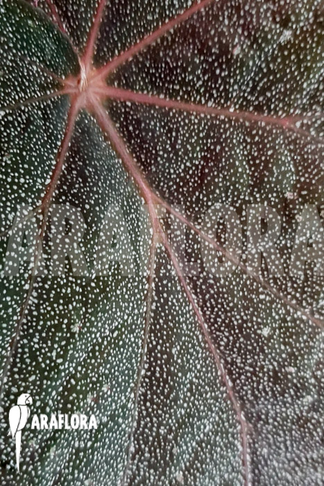 Begonia x ‘Taconite’