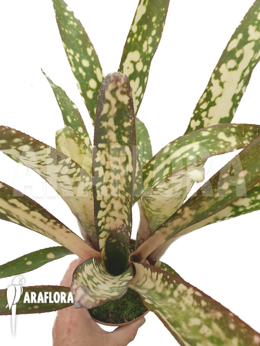 Billbergia clone AB06