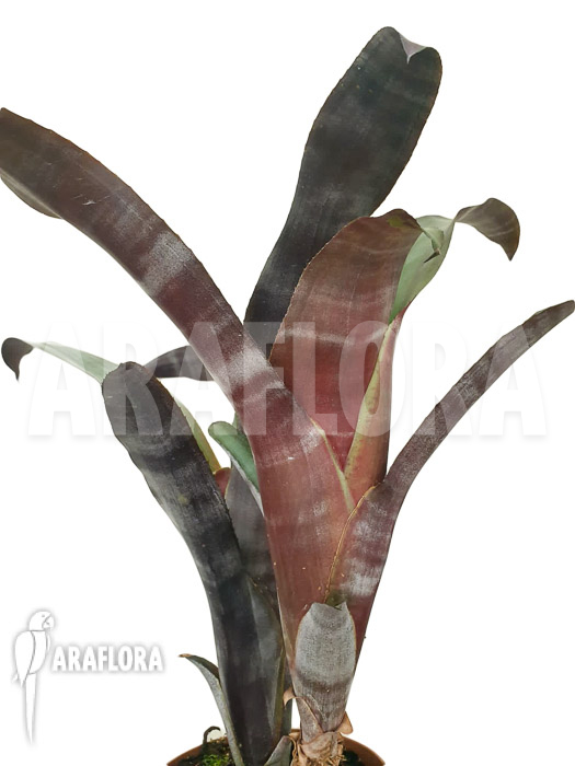 Billbergia clone AB07