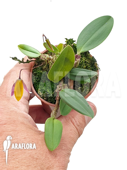 Bulbophyllum bolsteri ‘S’