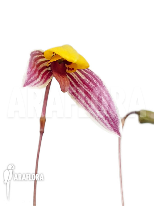 Bulbophyllum bolsteri ‘S’
