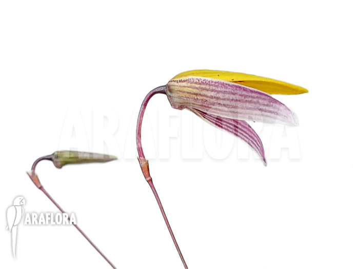 Bulbophyllum bolsteri ‘S’
