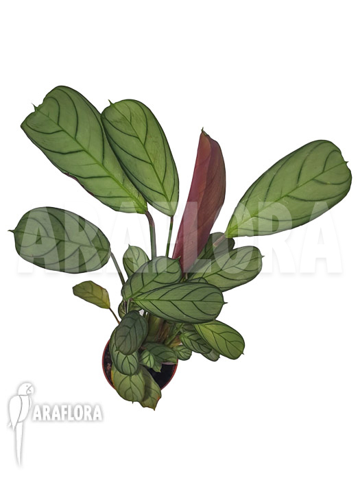 Ctenanthe burle-marxii ‘Amagris’