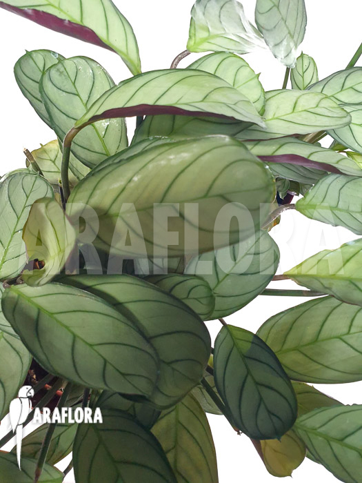 Ctenanthe burle-marxii ‘Amagris’