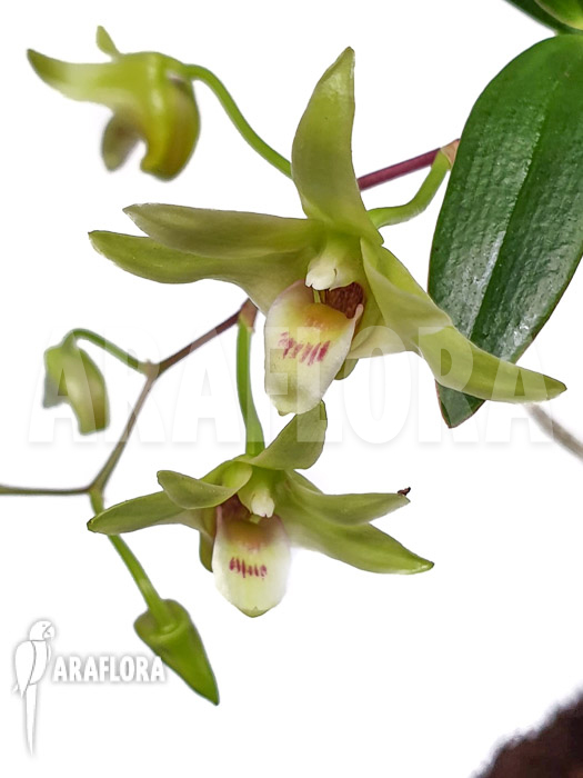 Dendrobium catenatum