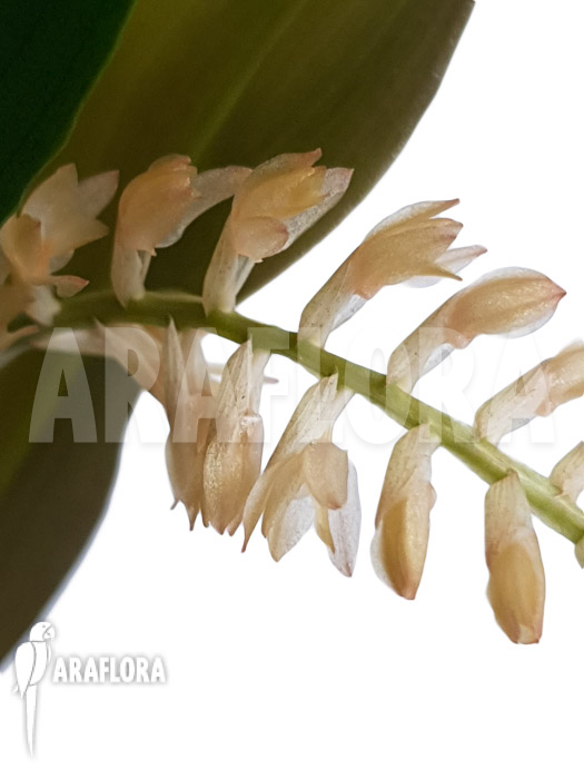 Dendrochilum convallariiforme