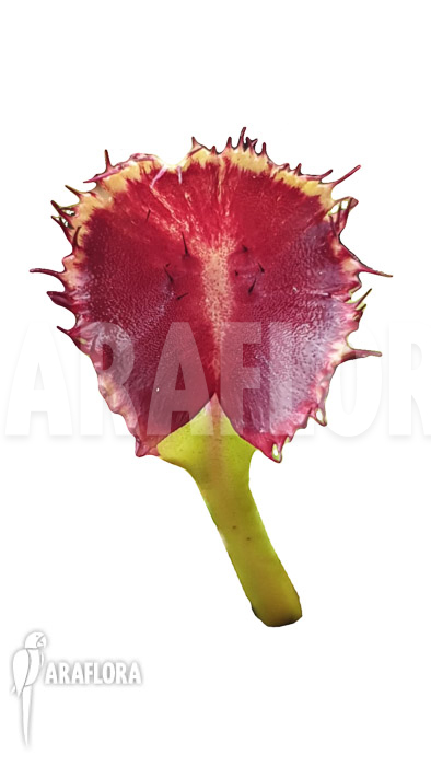 Dionaea muscipula ‘Avatar’