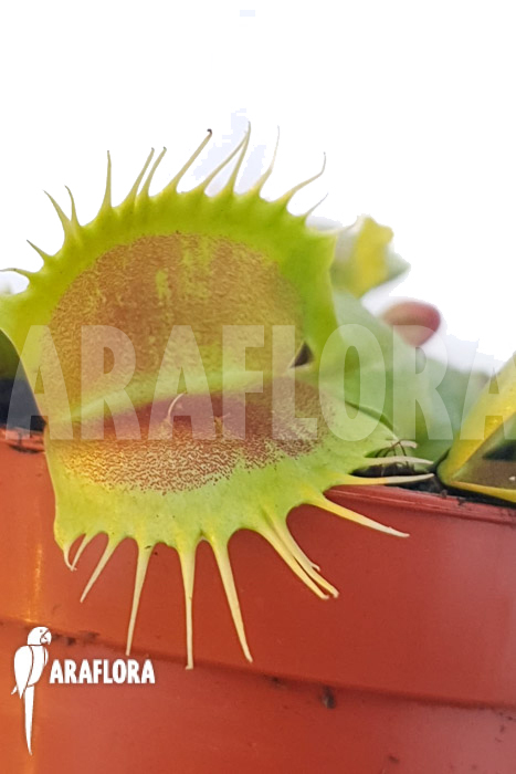 Dionaea muscipula ‘One and only 01’