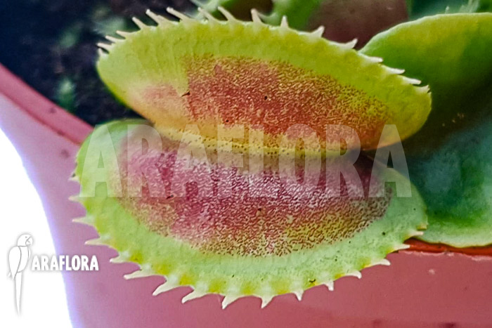 Dionaea muscipula ‘One and only 02’