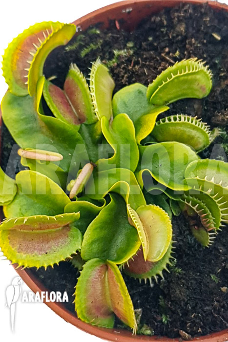 Dionaea muscipula ‘One and only 02’