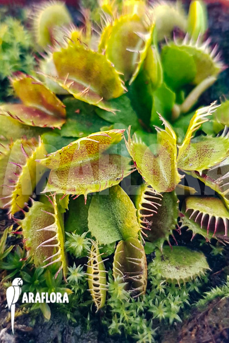 Dionaea muscipula ‘One and only 03’