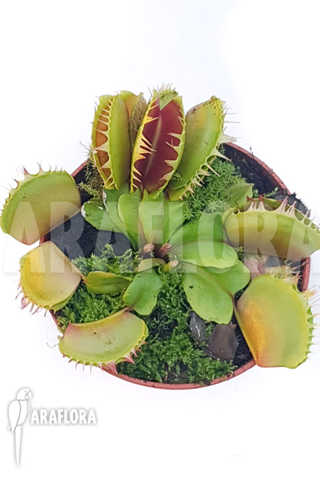 Dionaea muscipula ‘One and only 04’