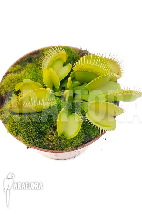 Dionaea muscipula ‘One and only 06’
