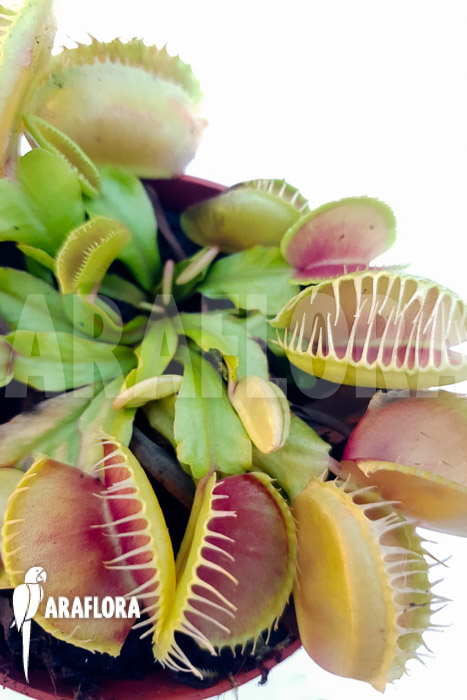 Dionaea muscipula ‘One and only 08’