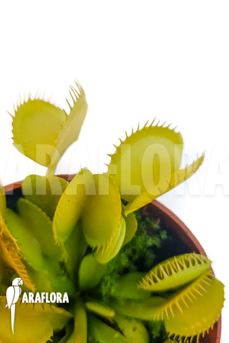 Dionaea muscipula ‘One and only 09’