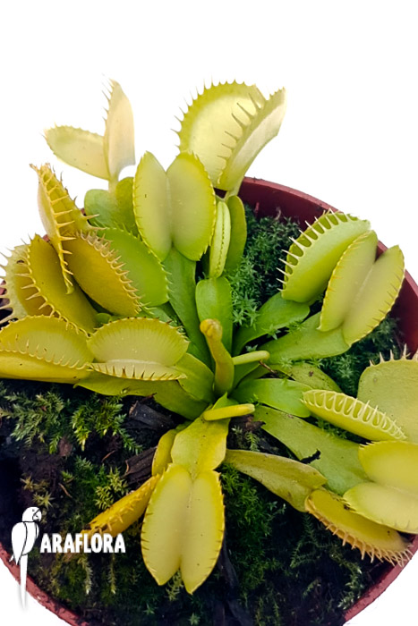 Dionaea muscipula ‘One and only 09’