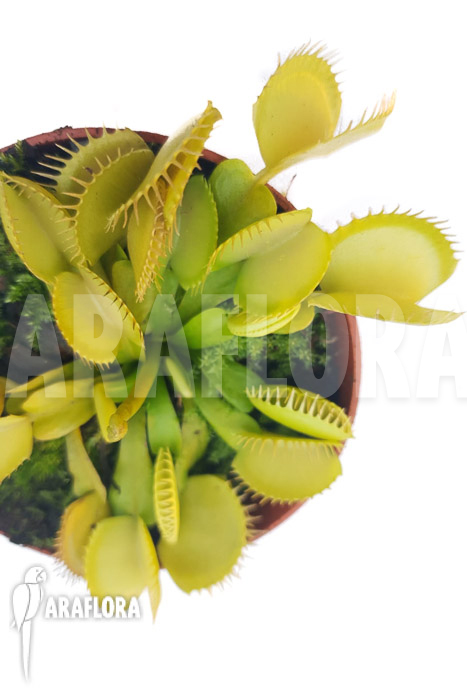 Dionaea muscipula ‘One and only 09’