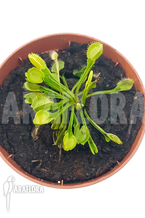 Dionaea muscipula ‘One and only 12’