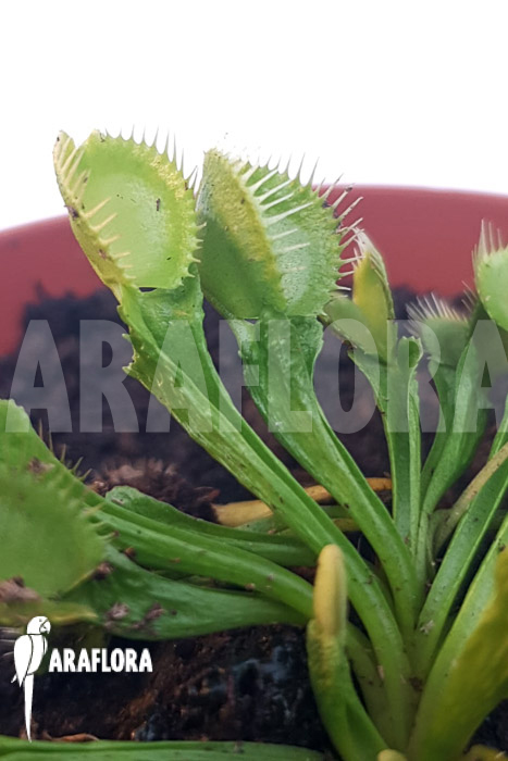 Dionaea muscipula ‘One and only 12’