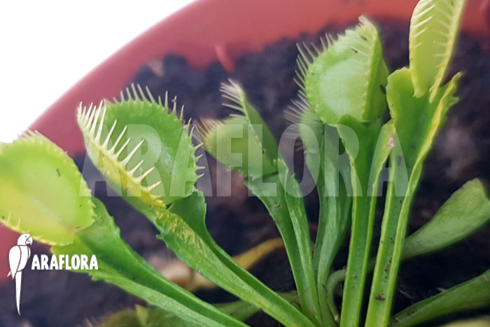Dionaea muscipula ‘One and only 12’