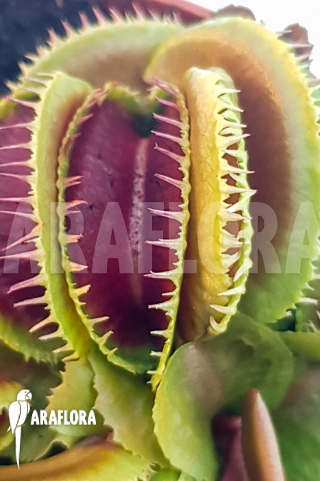 Dionaea muscipula ‘One and only 13’