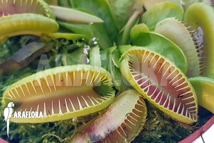 Dionaea muscipula ‘One and only 14’