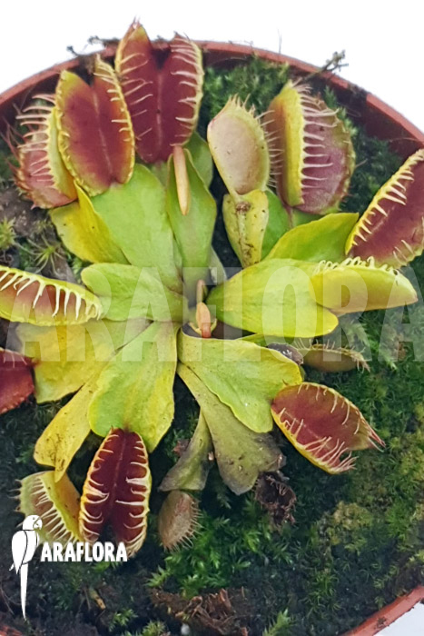 Dionaea muscipula ‘One and only 15’