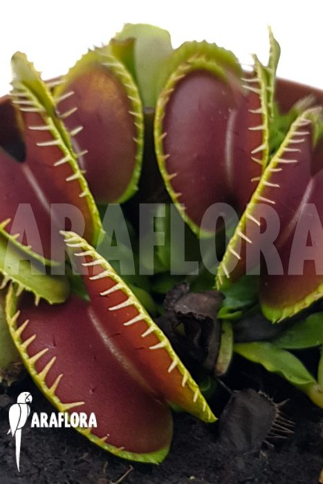 Dionaea muscipula ‘One and only 18’