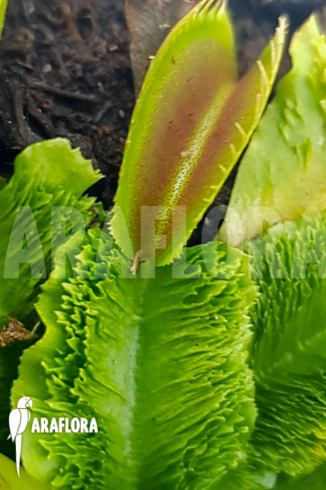 Dionaea muscipula ‘One and only 19’