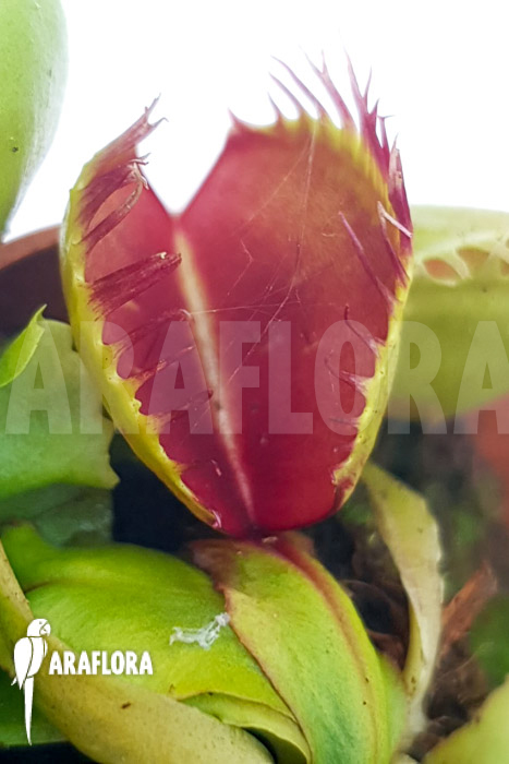 Dionaea muscipula ‘One and only 21’