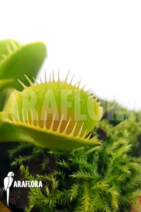 Dionaea muscipula ‘One and only 24’