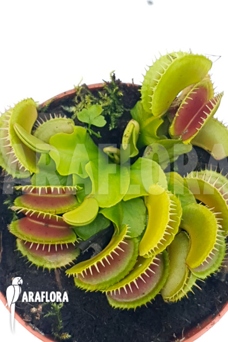 Dionaea muscipula ‘One and only 25’
