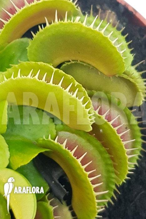 Dionaea muscipula ‘One and only 25’