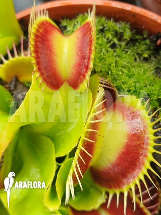 Dionaea muscipula ‘Spotlight’