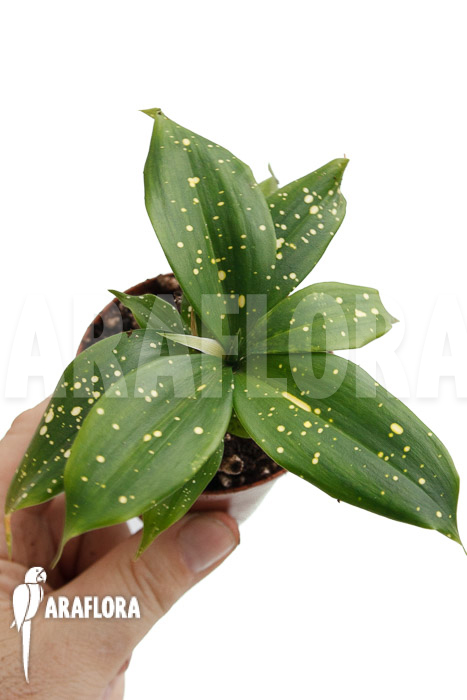 Dracaena surculosa ‘Florida Beauty’