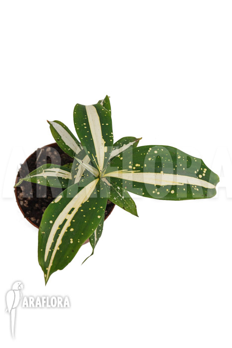 Dracaena surculosa ‘Milky Way’