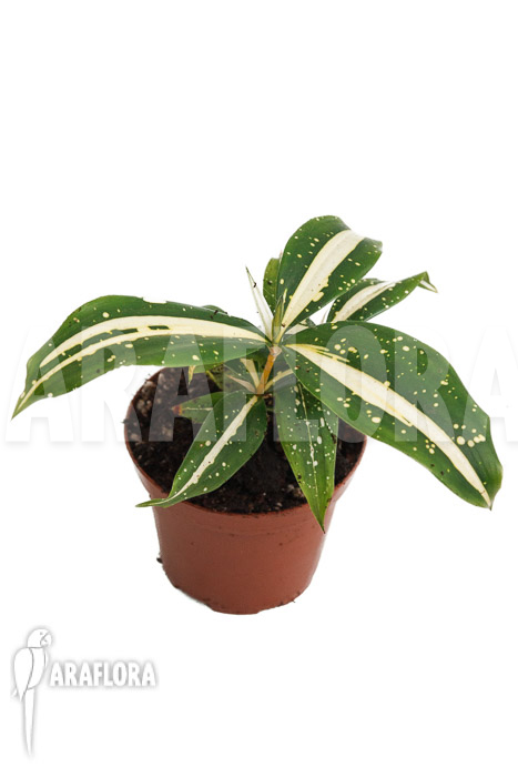 Dracaena surculosa ‘Milky Way’