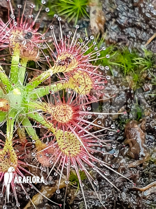 Drosera allantostigma