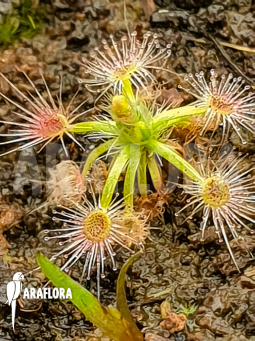 Drosera closterostigma