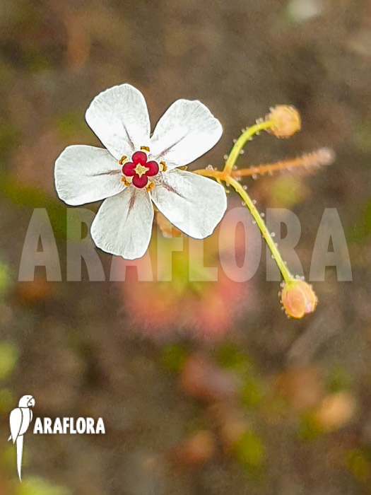 Drosera grievei