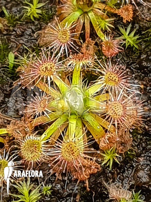 Drosera leucoblasta (Cranbrook)