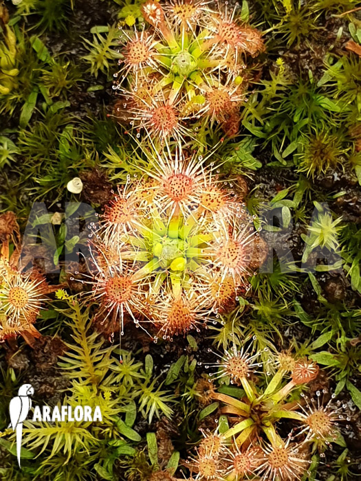 Drosera leucoblasta (Cranbrook)