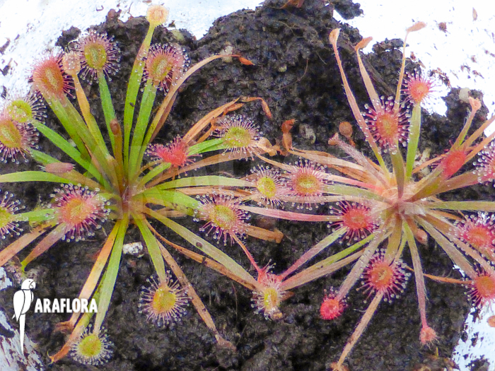 Drosera petiolaris ‘starter’