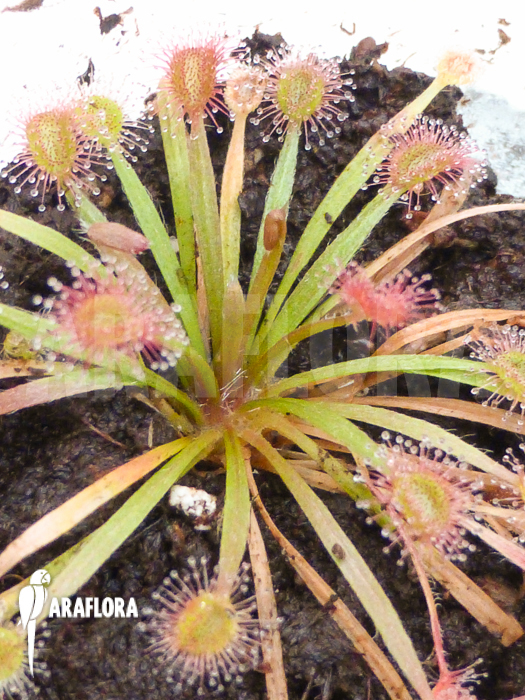 Drosera petiolaris ‘starter’