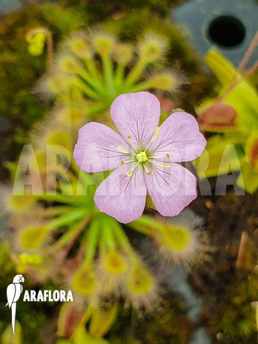 Drosera-pulchella-6