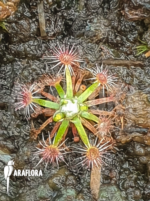 Drosera pycnoblasta