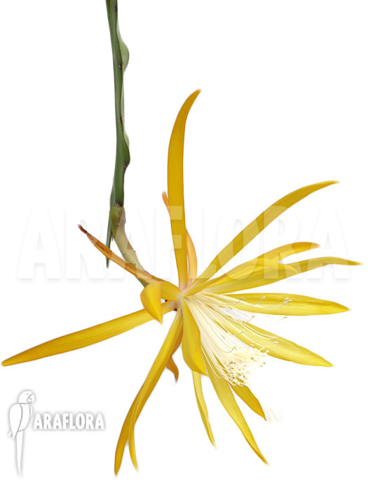 Epiphyllum ‘Fruehlingsgold’