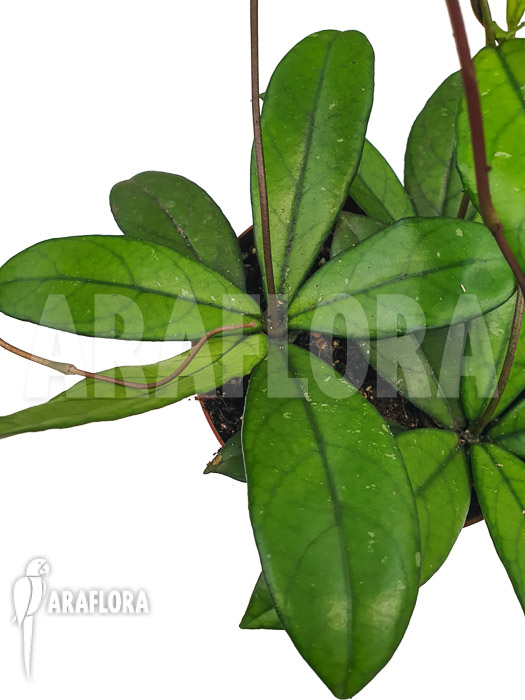 Hoya crassipetiolata ‘Starter’